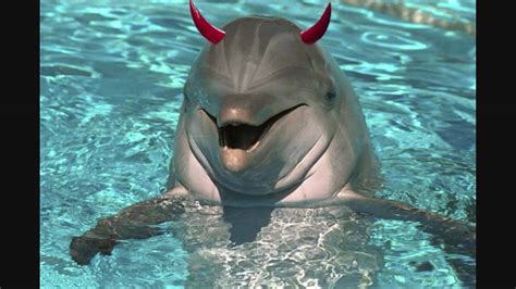 Are Dolphins evil? Uncategorized. Dolphins are deceiving creatures. Young sharks have even been used as volleyballs by them. Is it true that dolphins are aggressive? As a 10-year-old is mauled during a family vacation, aggressive dolphin attacks are on the rise. They may have a reputation for being friendly, adorable, and curious creatures, but ...